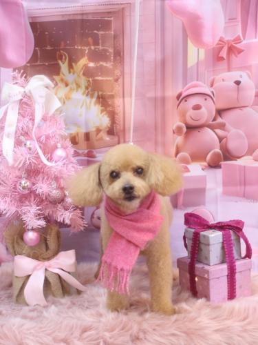 20241227のえるくん